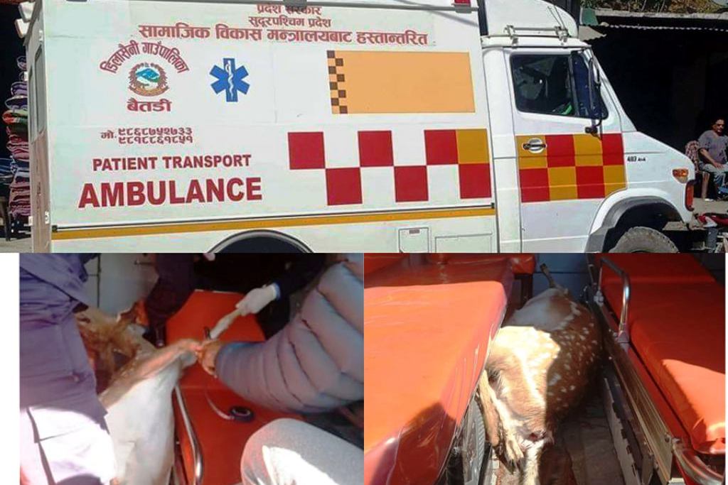 सुदूरपश्चिम प्रदेशको एम्बुलेन्स भित्र भेटियो मृत चित्तल