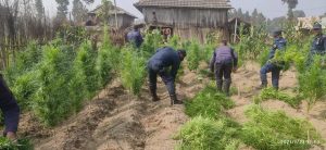 पर्साको सखुवा पर्सौनी गाउँपालिका मा अबैध रुपमा लगाइएको गाजा खेती प्रहरीले फाडेर नस्ट गर्यो।