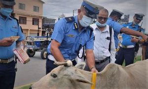 ट्राफिक प्रहरीले दुर्घटना न्यूनीकरणका लागि चौपायामा टल्कने स्टिकर लगयो